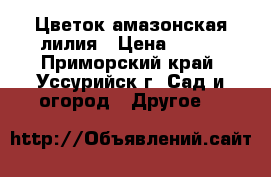 Цветок амазонская лилия › Цена ­ 200 - Приморский край, Уссурийск г. Сад и огород » Другое   